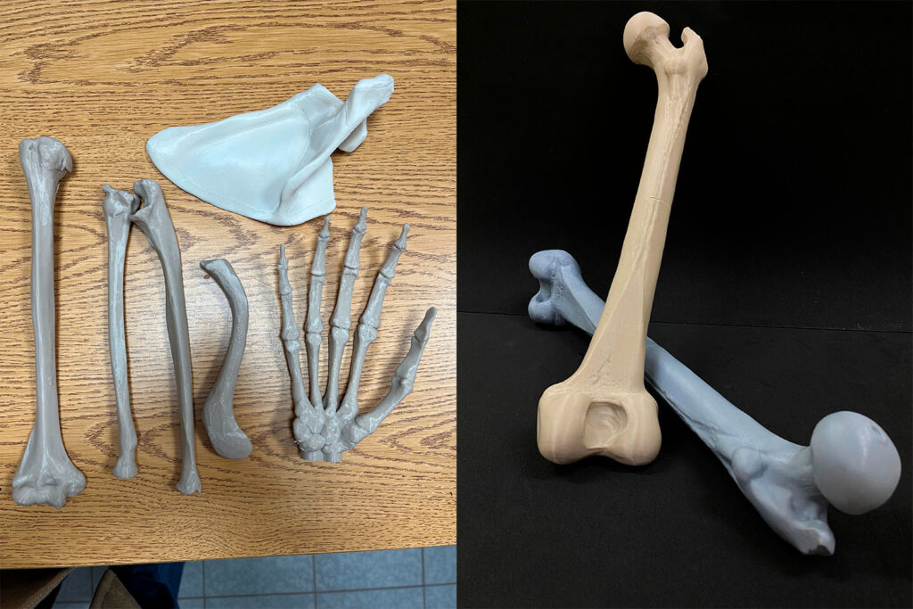 Réplicas de huesos como material académico.