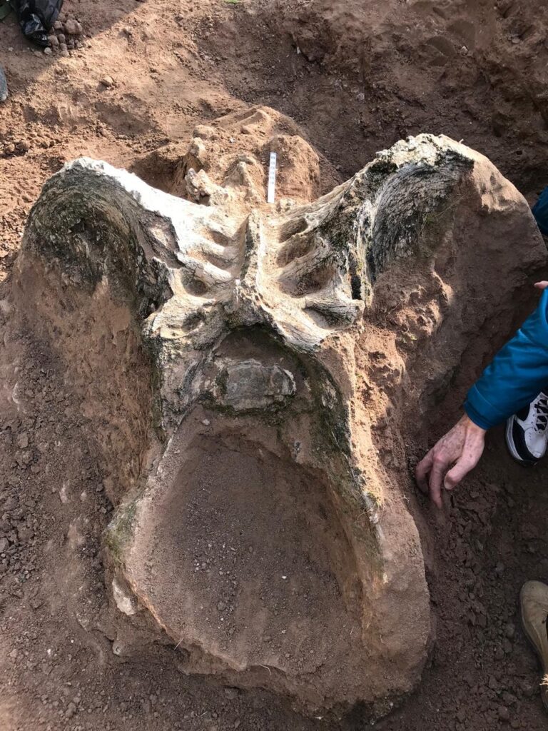 Evidencia paleontológica de un milodonte.